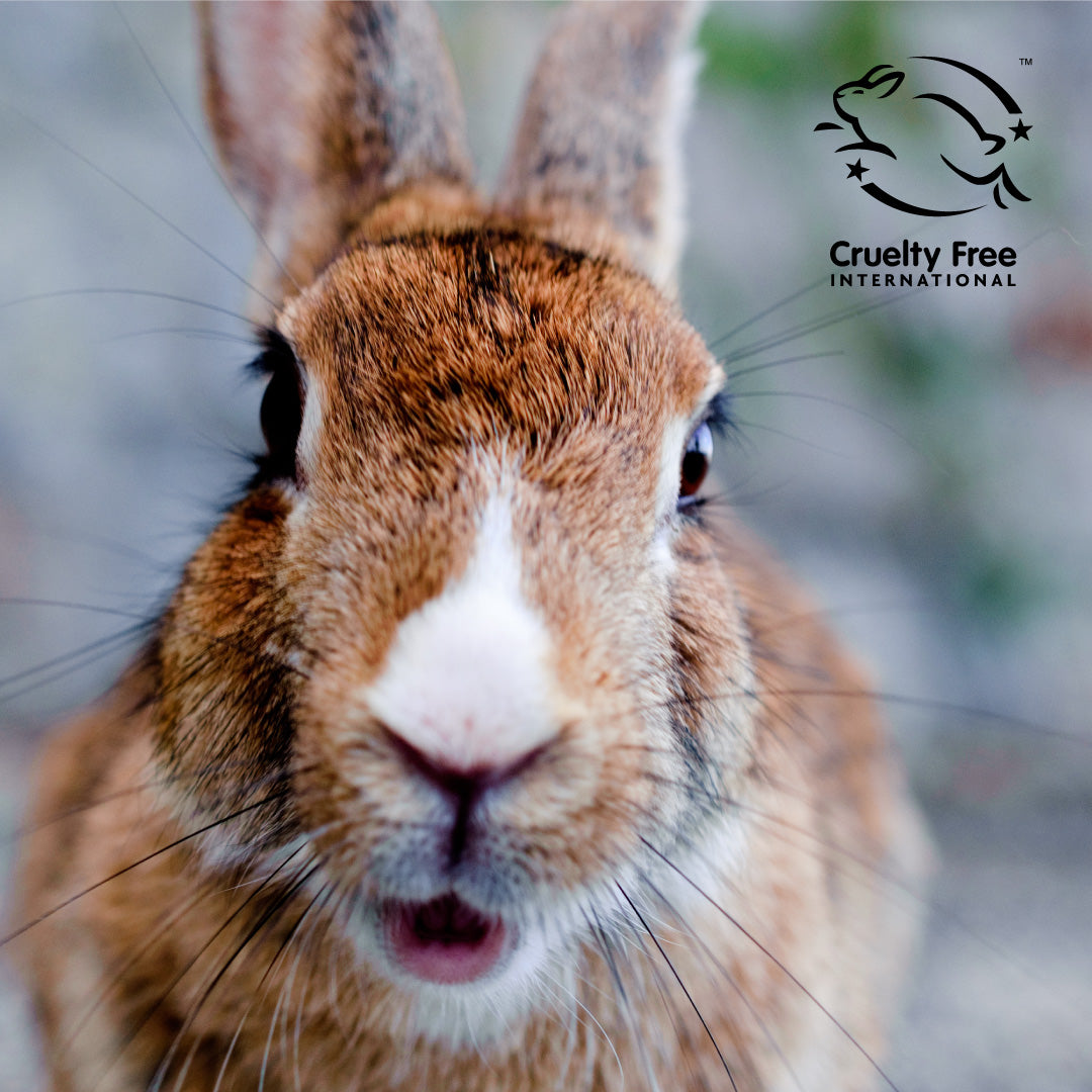 A close up of a brown rabbit with a white nose and the cruelty free logo in the top right corner.